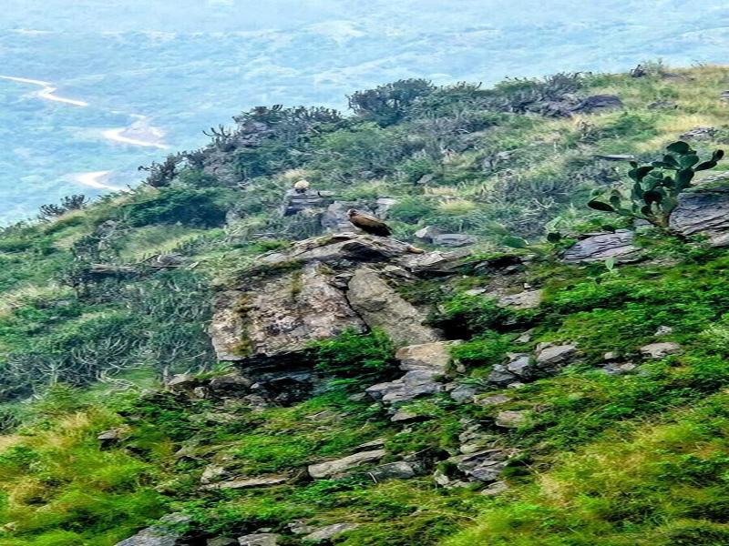 Kali Tibba Resort image