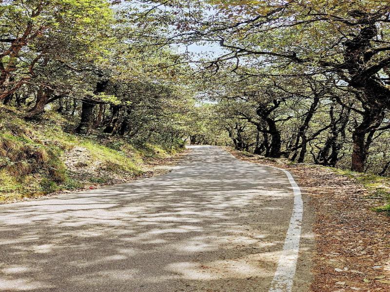 Kali Tibba Resort image