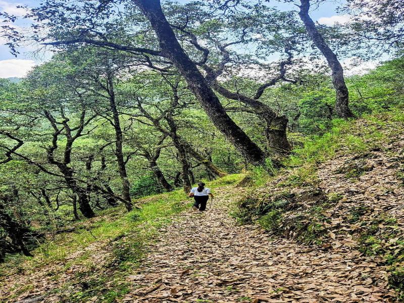Kali Tibba Resort image