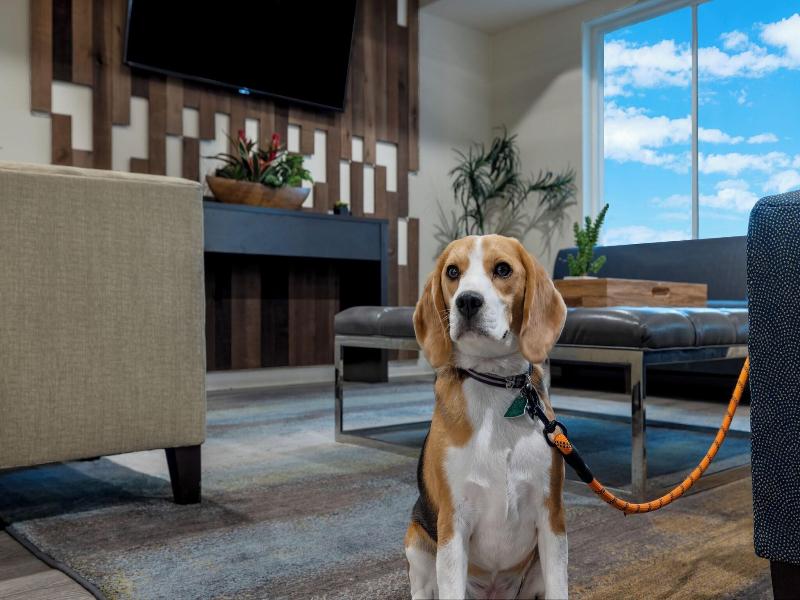 Soka Suites image