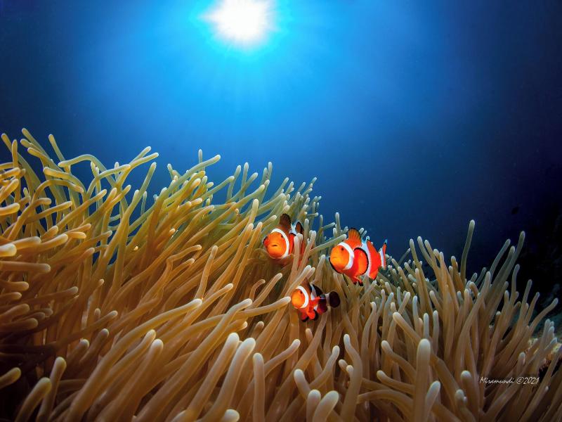 Casalay Boutique Villas & Dive image