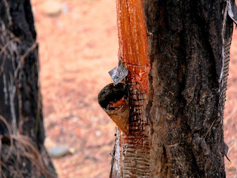 Prakriti Aalay image