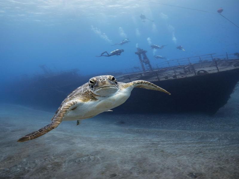 Golden Rock Dive And Nature Resort image