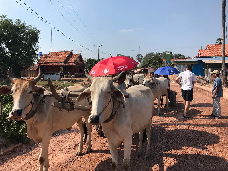 Siem Reap Homesteading image