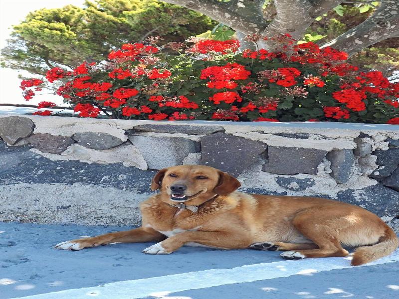 Phaos Santorini Suites image