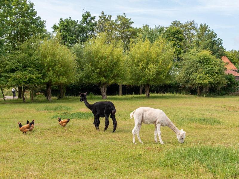 Wonderfully Quiet Situated In Polder Near Beach image