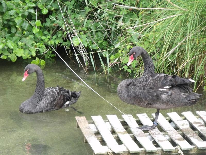 Chambre D Hotes Les Cygnes Noirs image