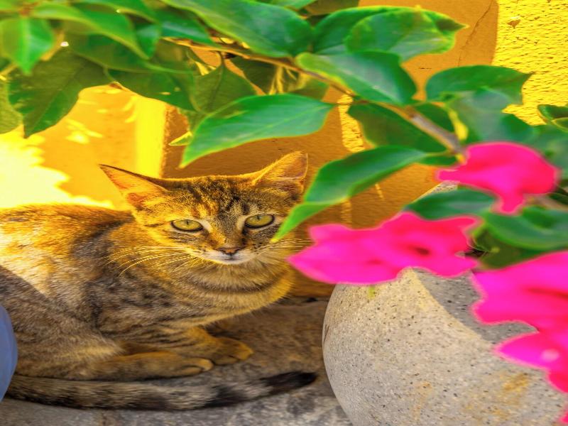 Symi Garden Studios image