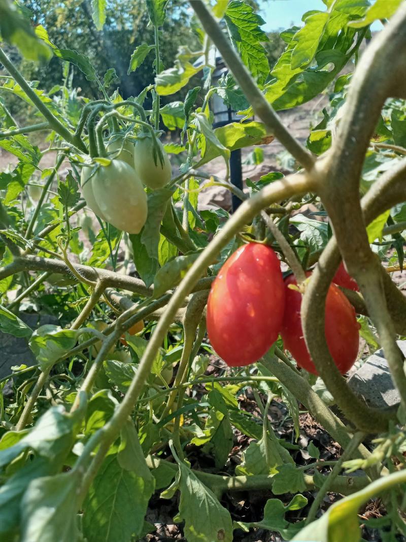 Bote Farms image