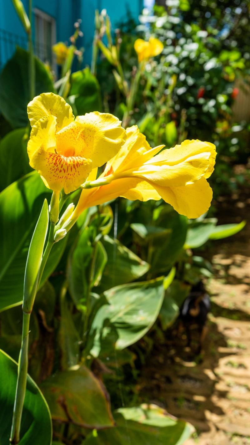 Pousada Flor Do Atlantico image
