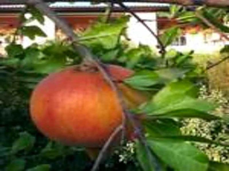 Il Melograno Country House image