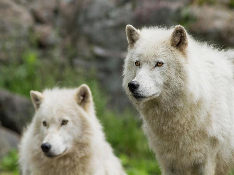 Parc Omega