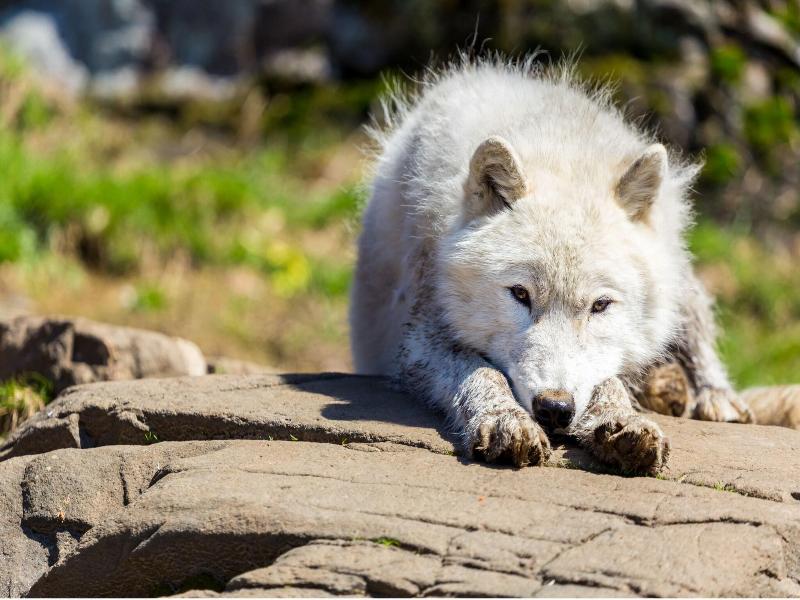 Parc Omega