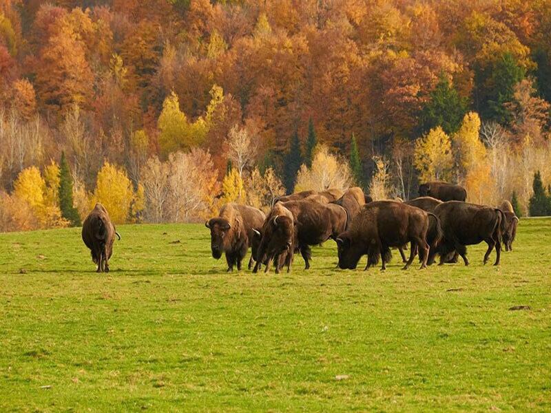 Parc Omega