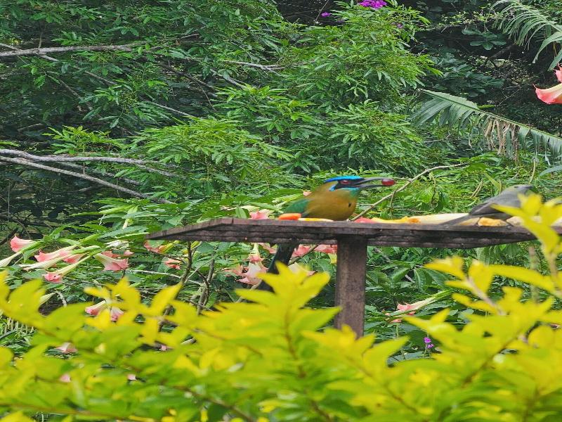 Coffee Estate Inn image