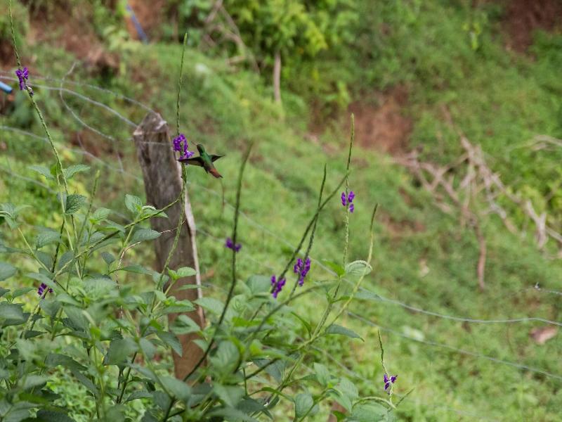 La Finca Azul image