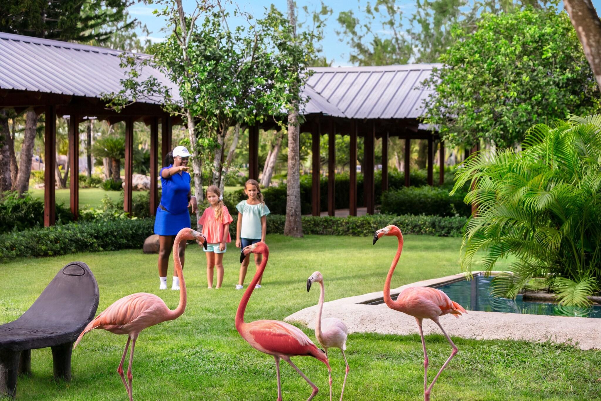 Dreams La Romana Resort & Spa by null