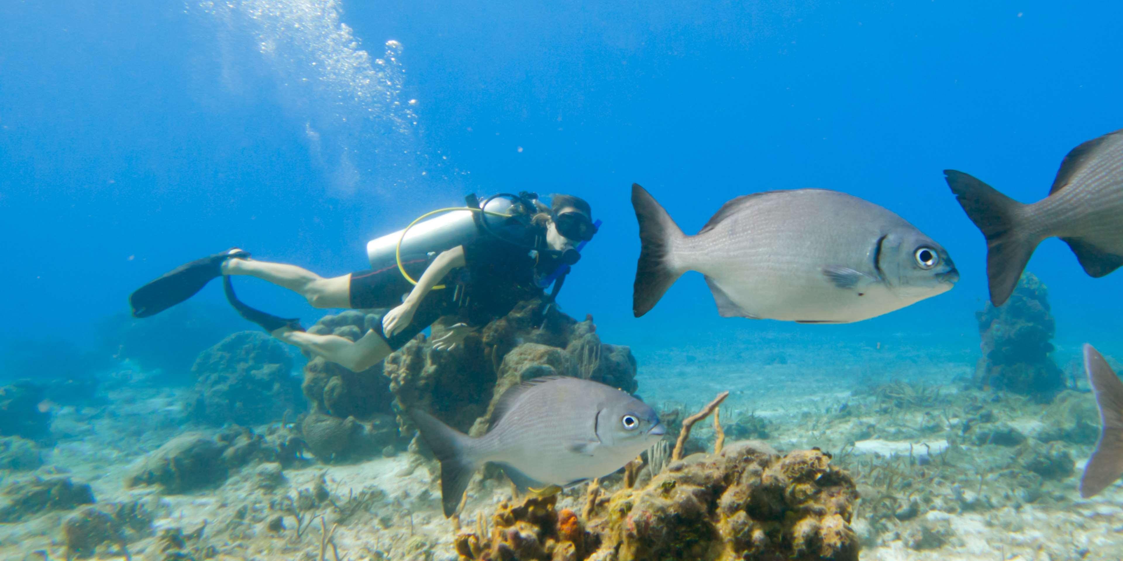 Occidental Cozumel by null