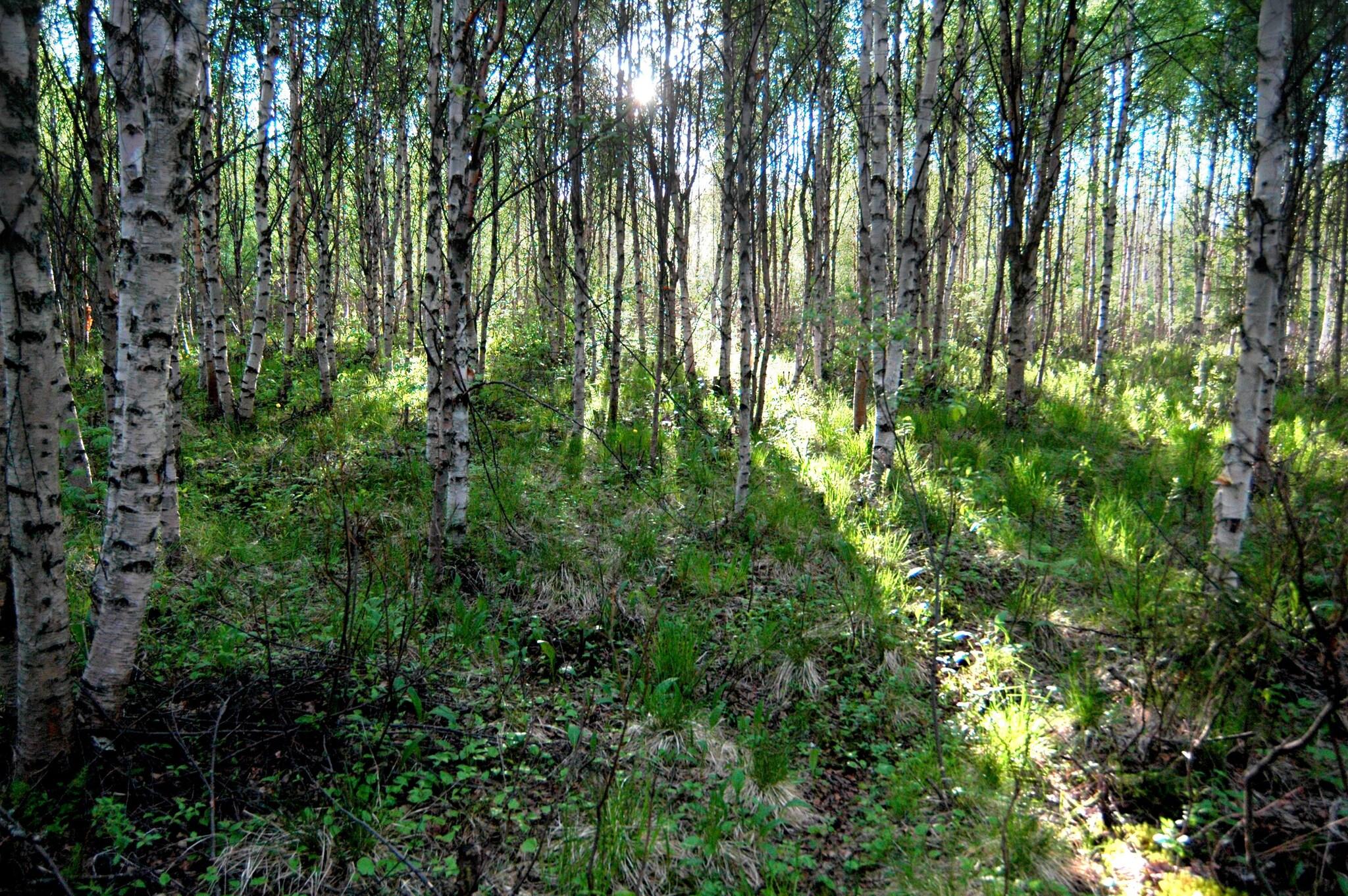 Arctic City Hotel by null