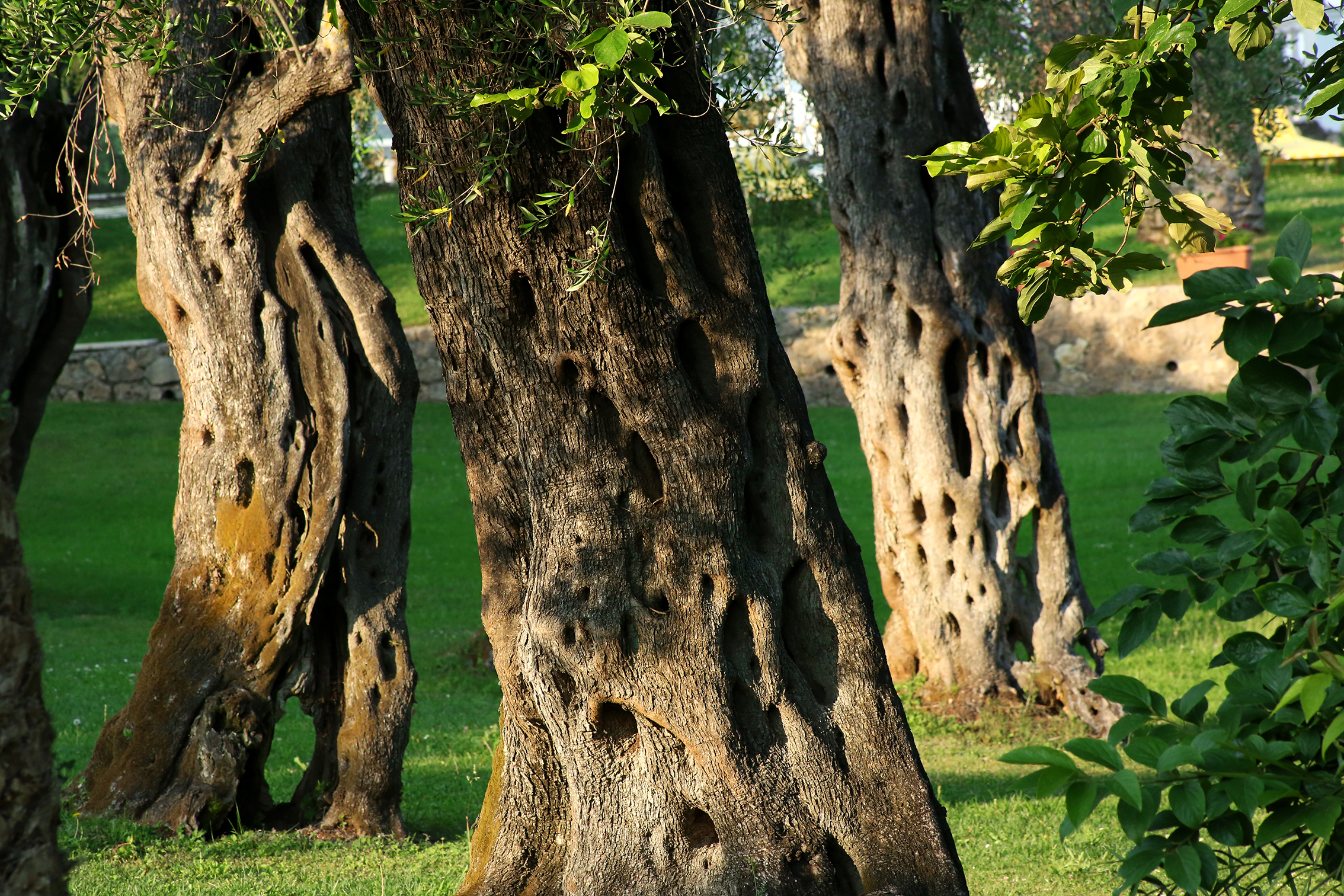 Paradise Hotel Corfu - фото