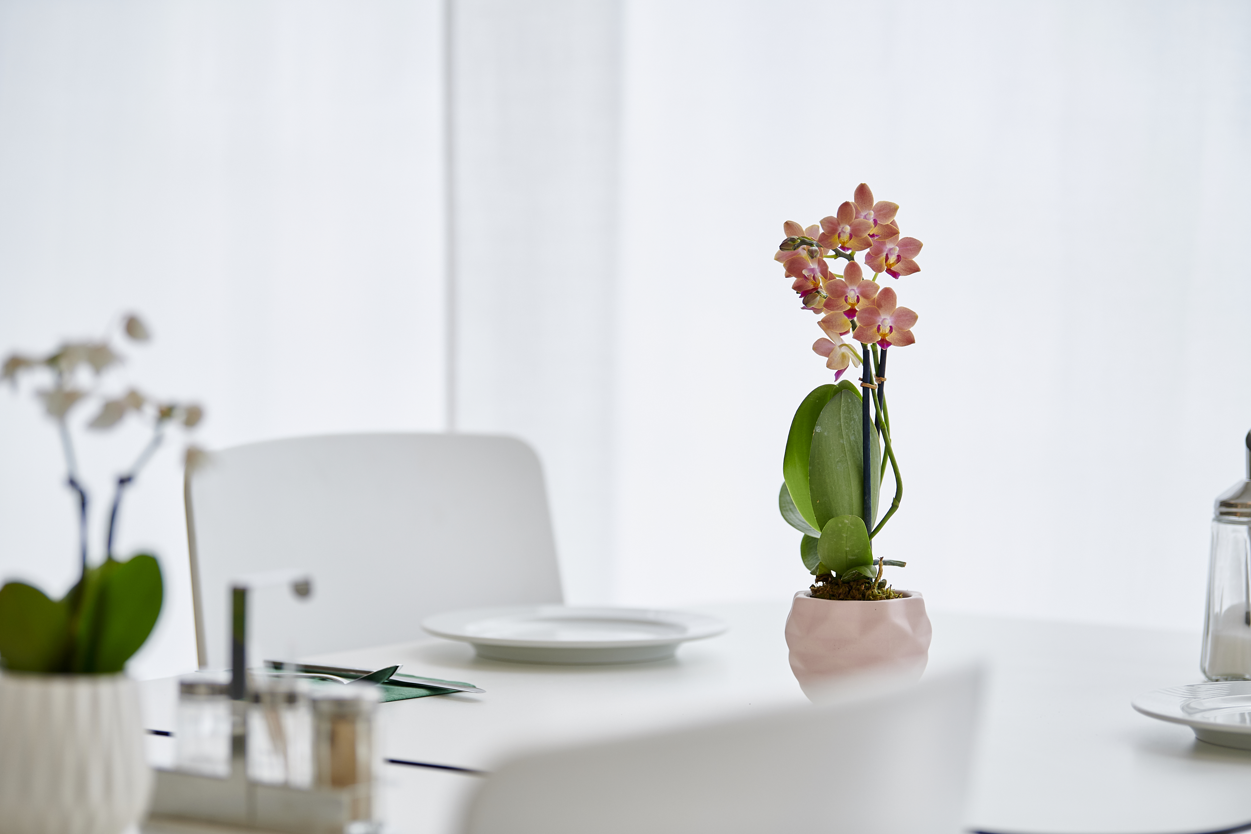 Hotel Balegra by null