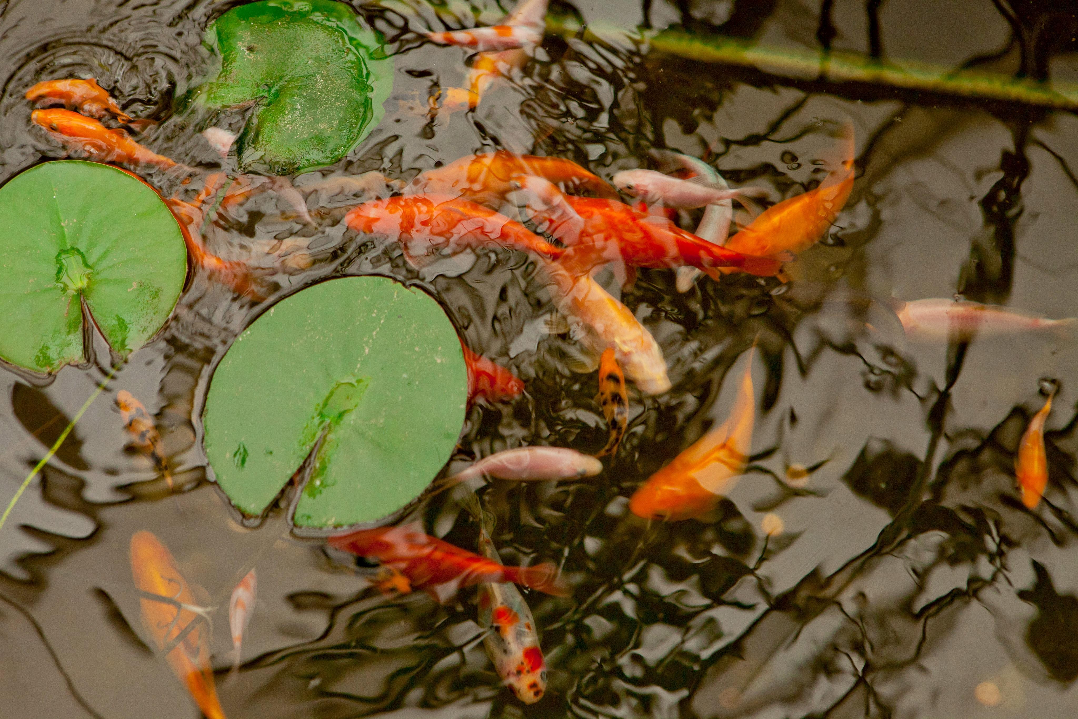 Hotel "Niky" by null