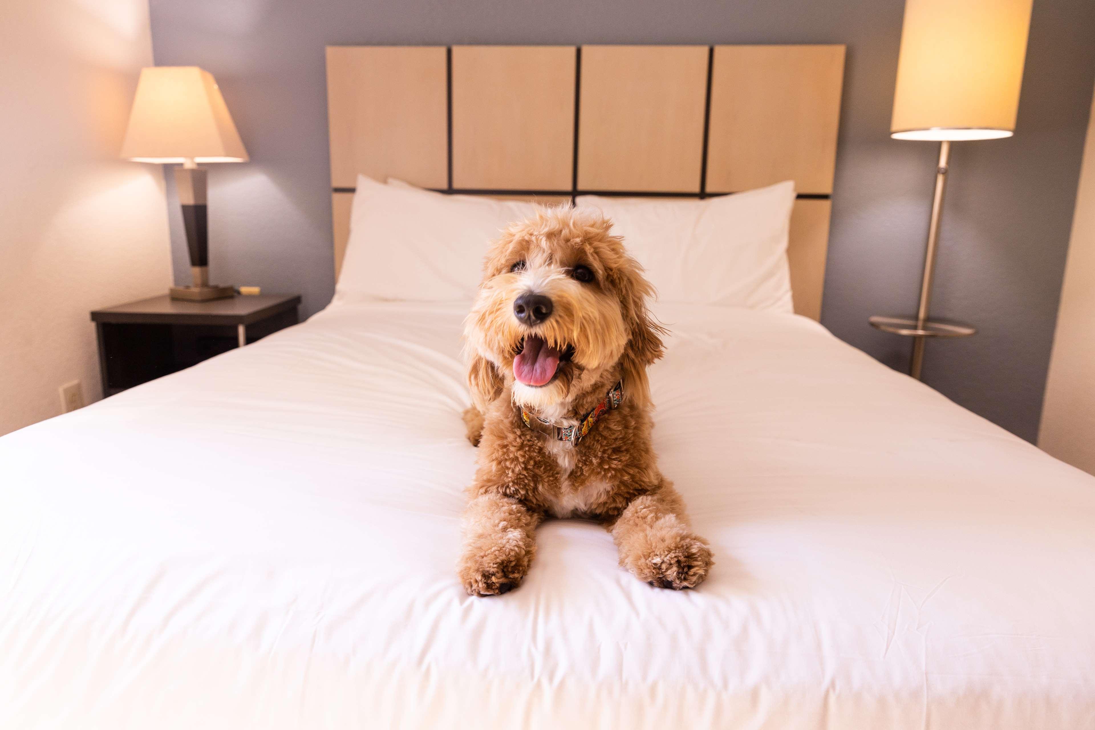 Sonesta Simply Suites Silicon Valley - Santa Clara