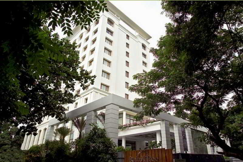 The Raintree, St Mary's Road by null