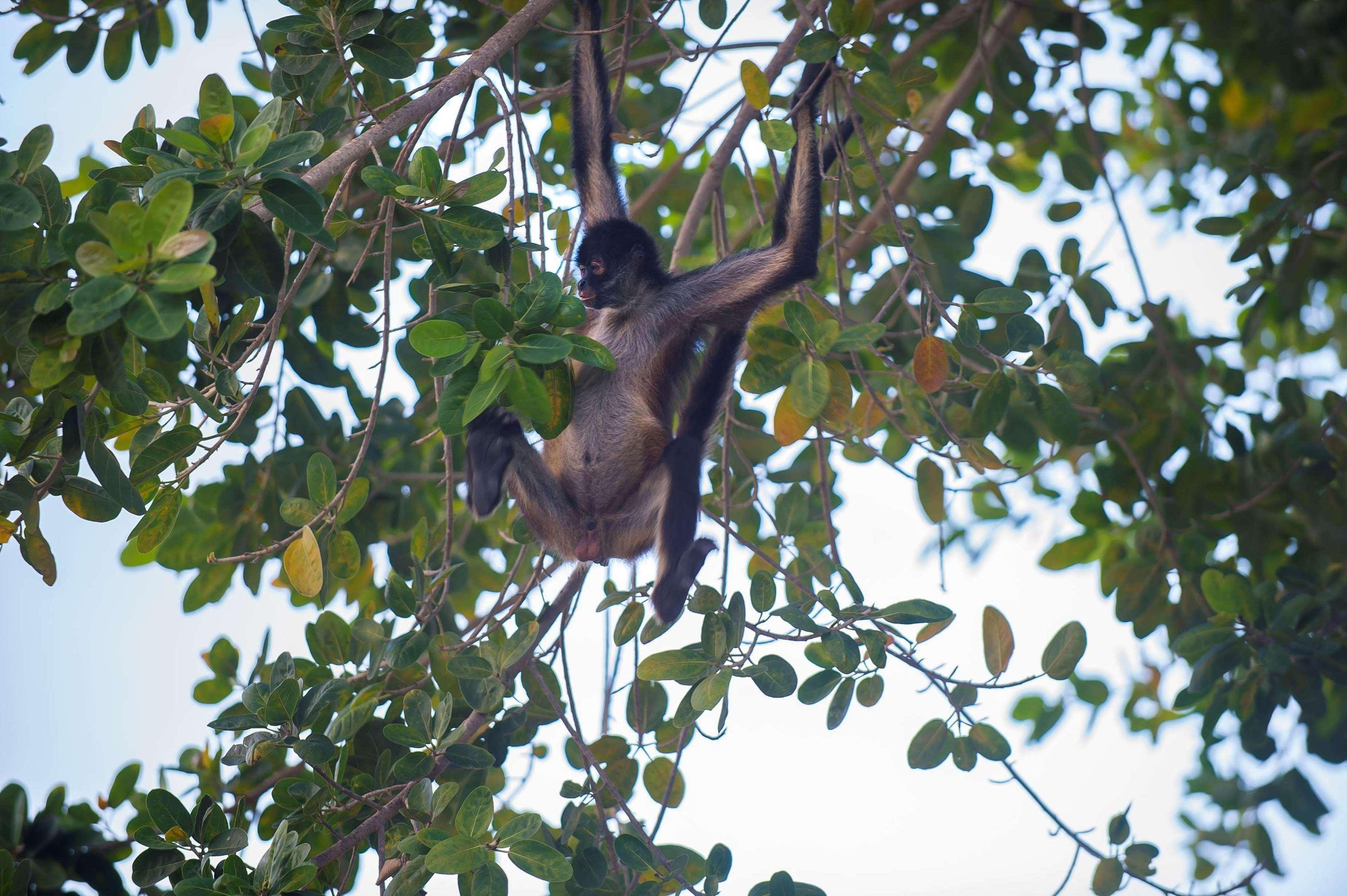 Fairmont Mayakoba - Poză