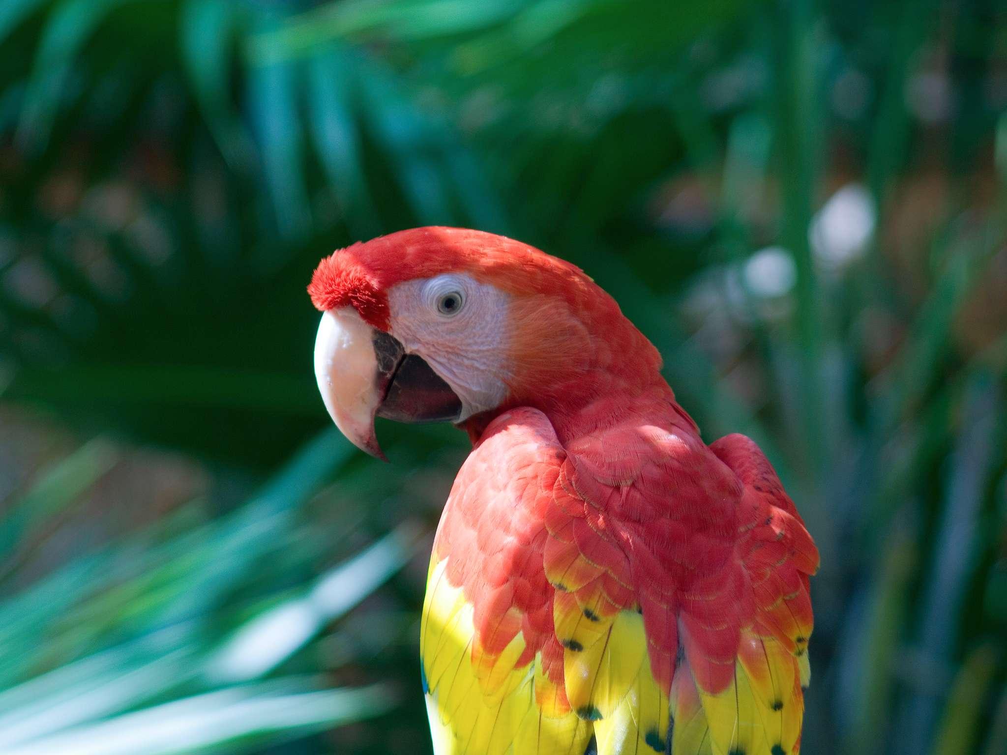 Fairmont Mayakoba - Poză