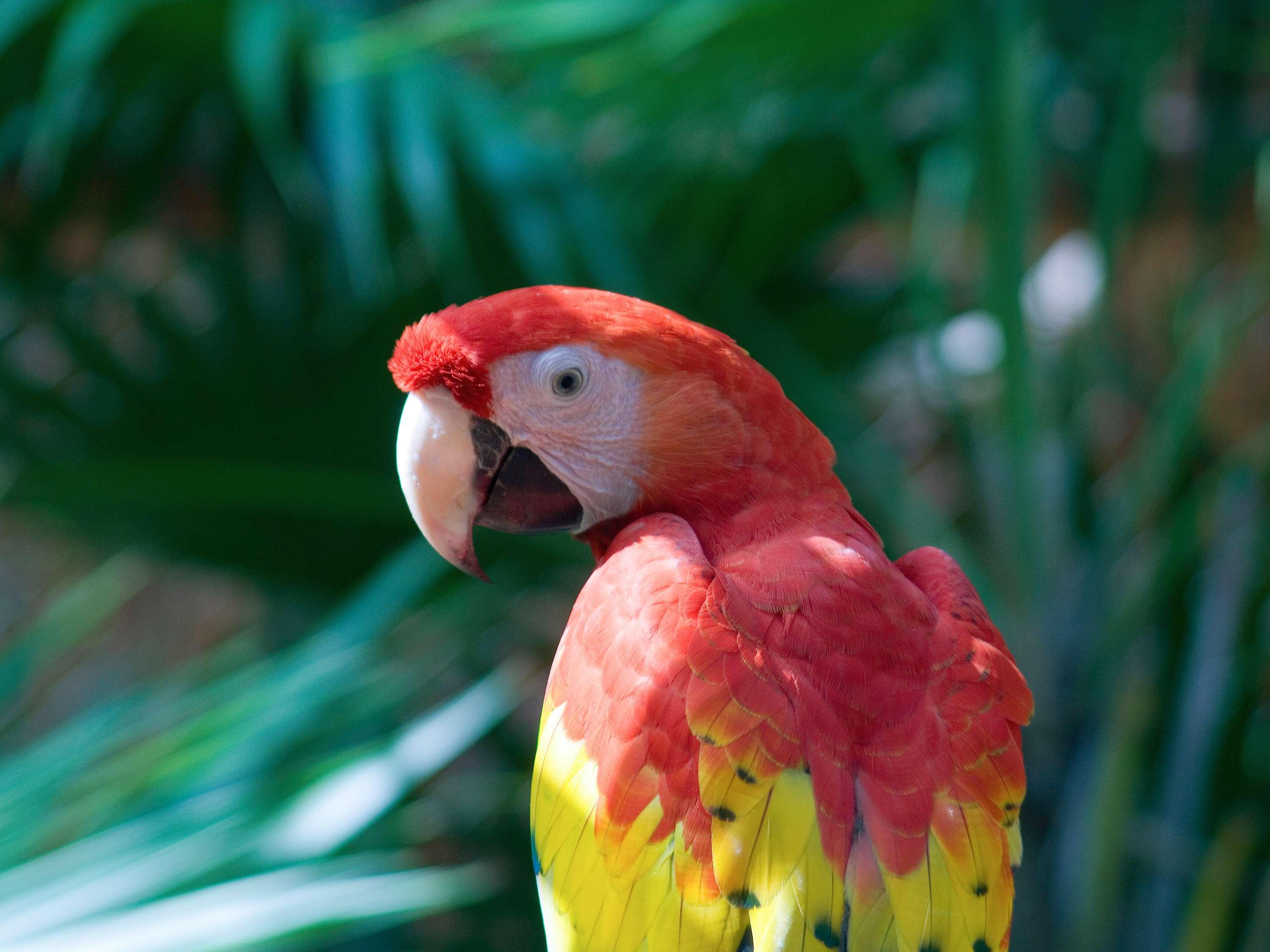 Fairmont Mayakoba - Poză
