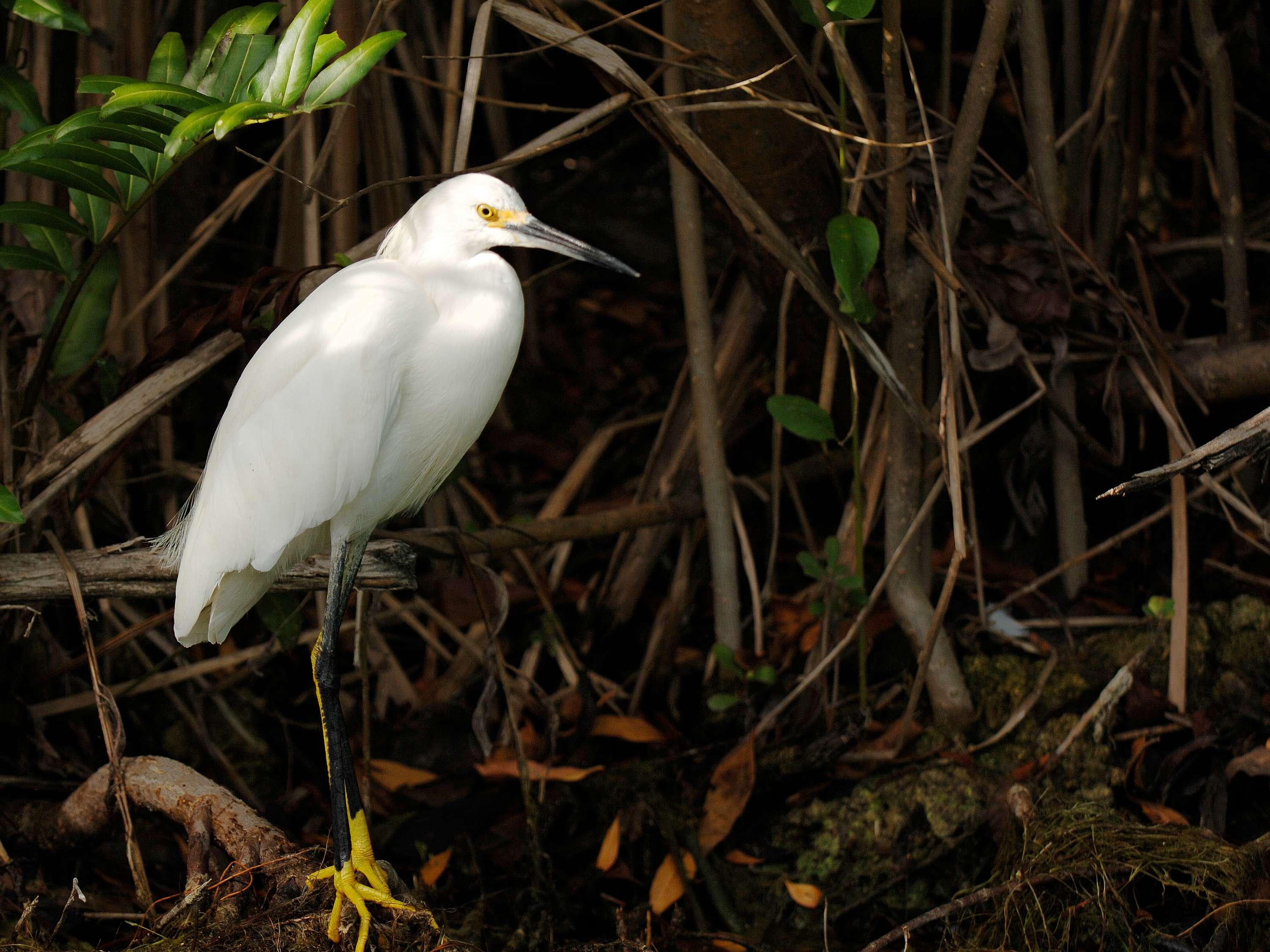 Fairmont Mayakoba - Poză
