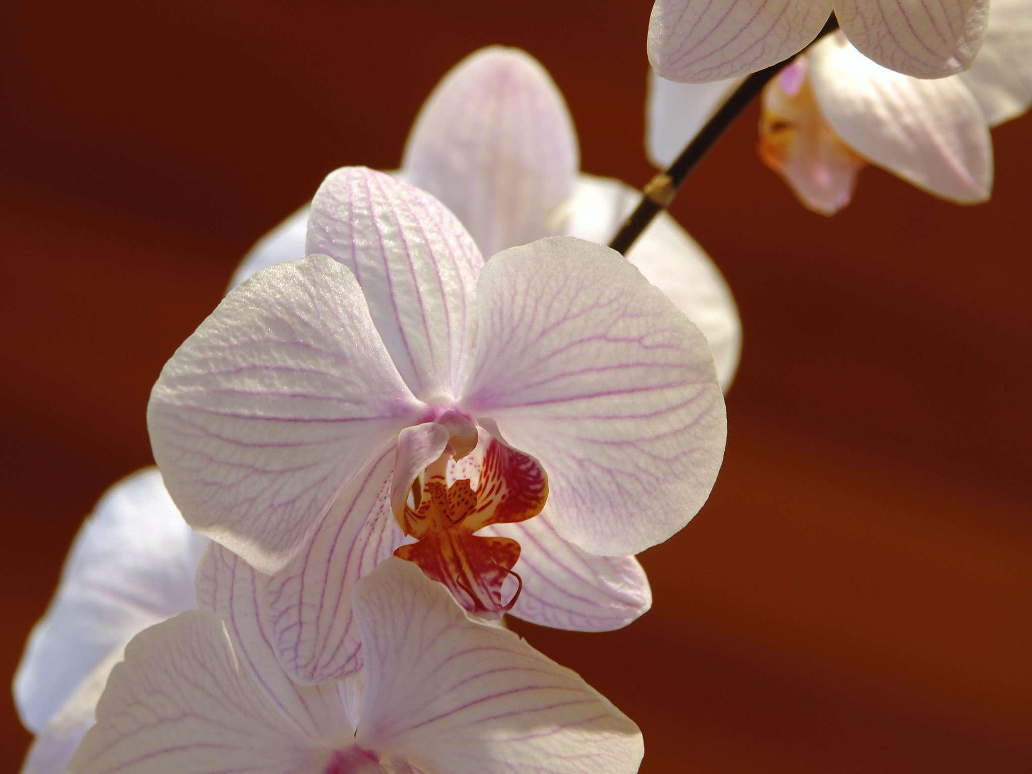 Fairmont Mayakoba - Poză