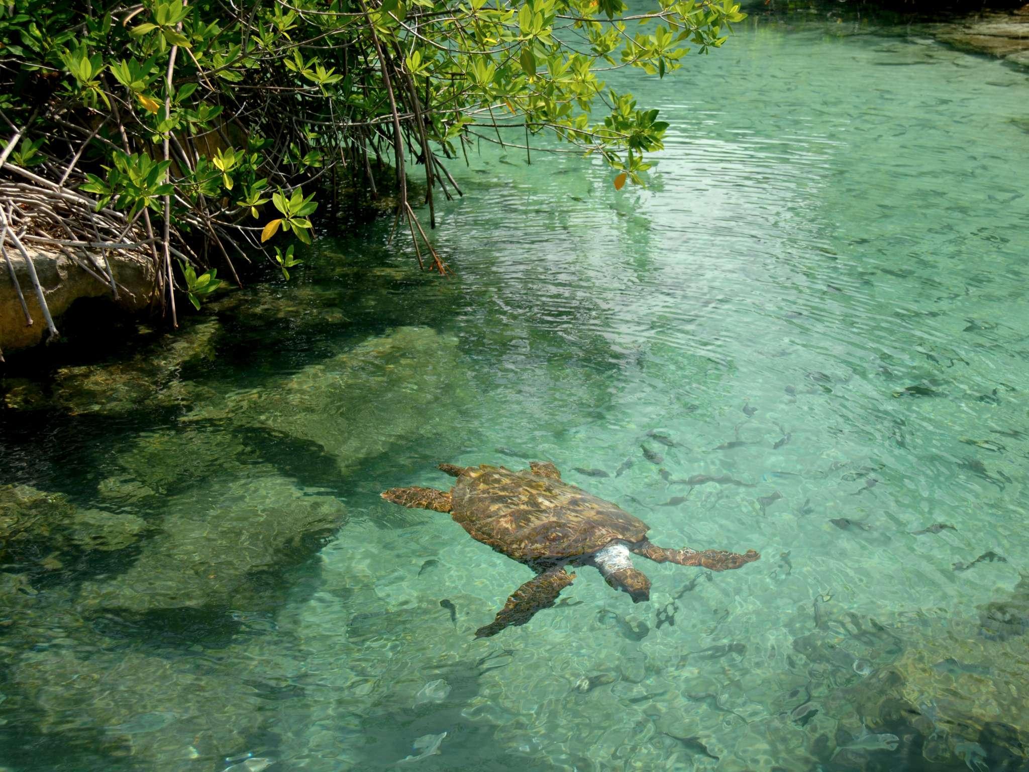 Fairmont Mayakoba - Poză