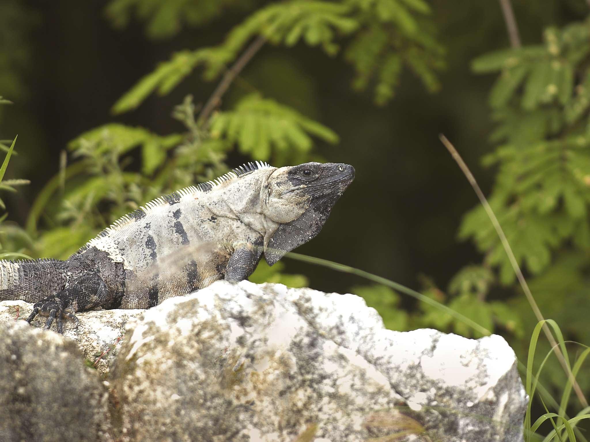 Fairmont Mayakoba - Poză