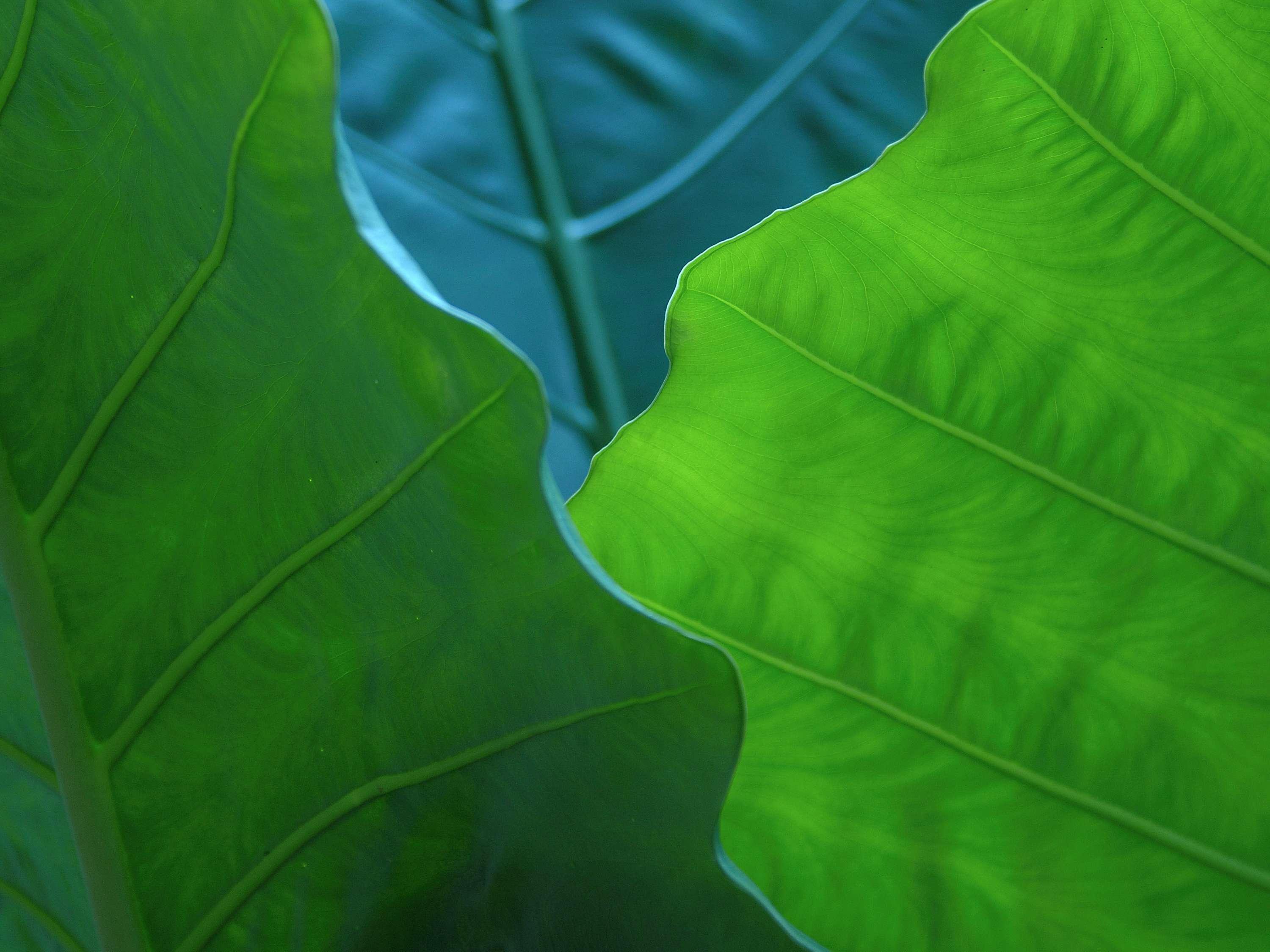 Fairmont Mayakoba - Poză