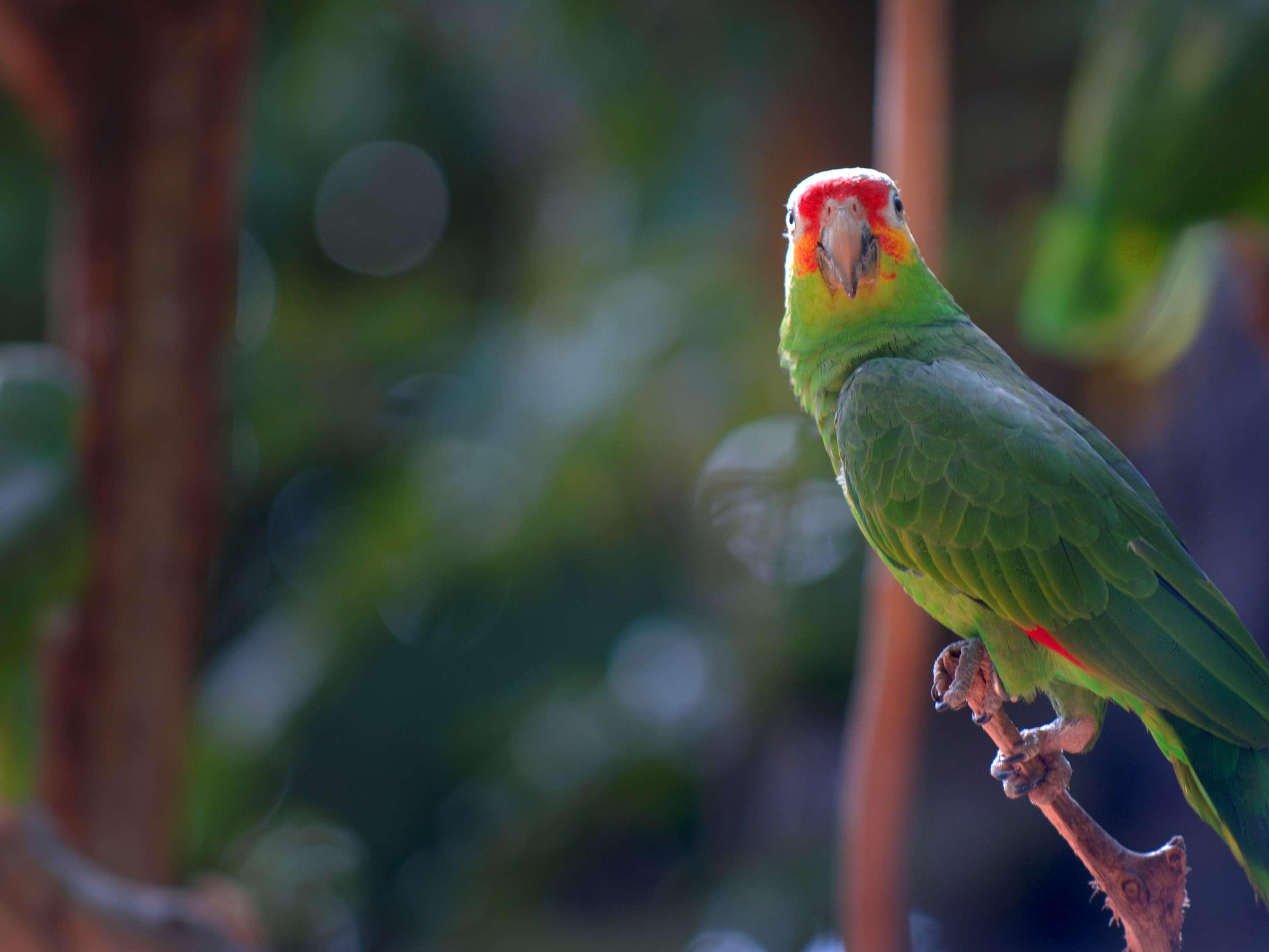 Fairmont Mayakoba - Poză