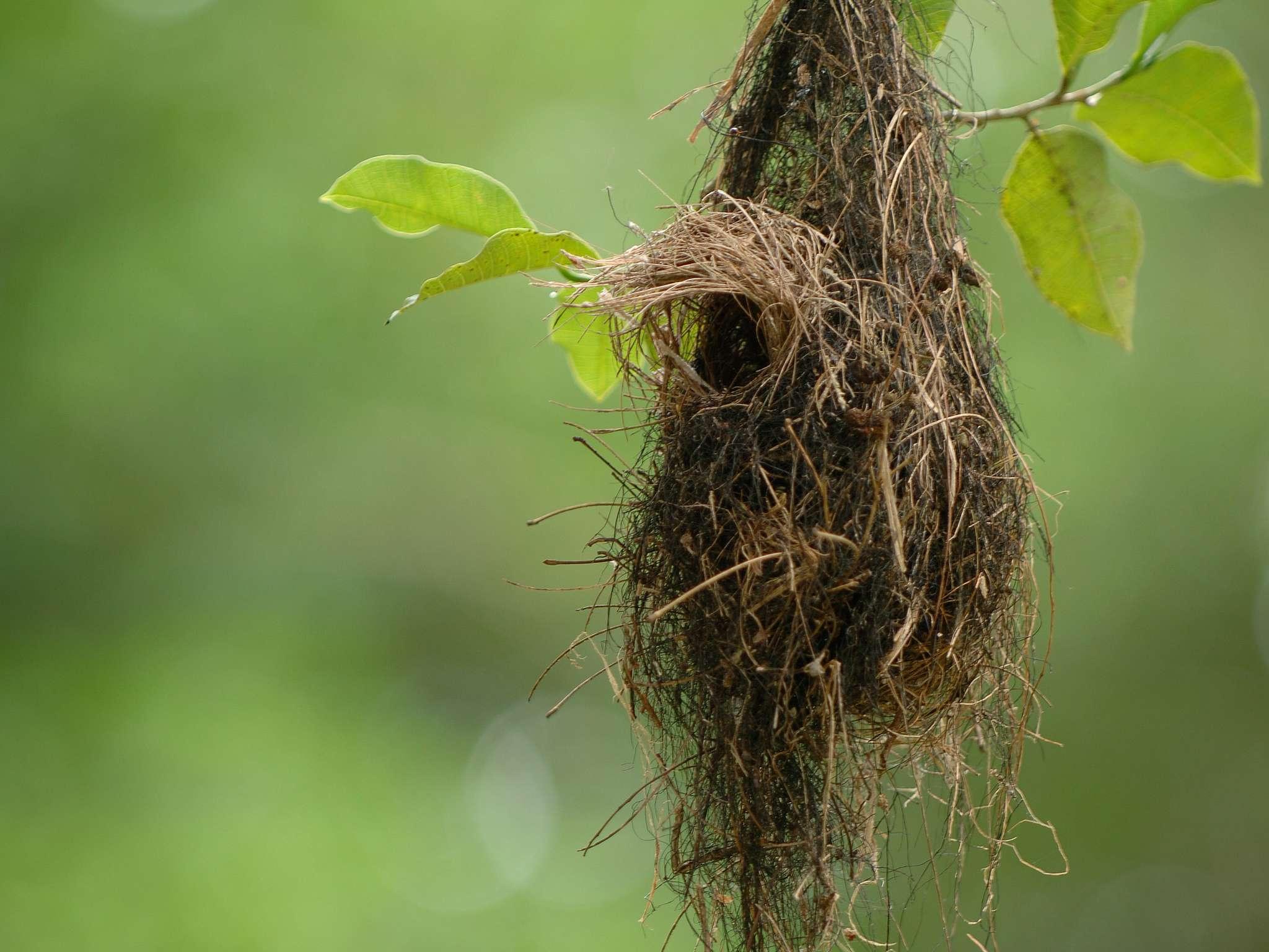 Fairmont Mayakoba - Poză