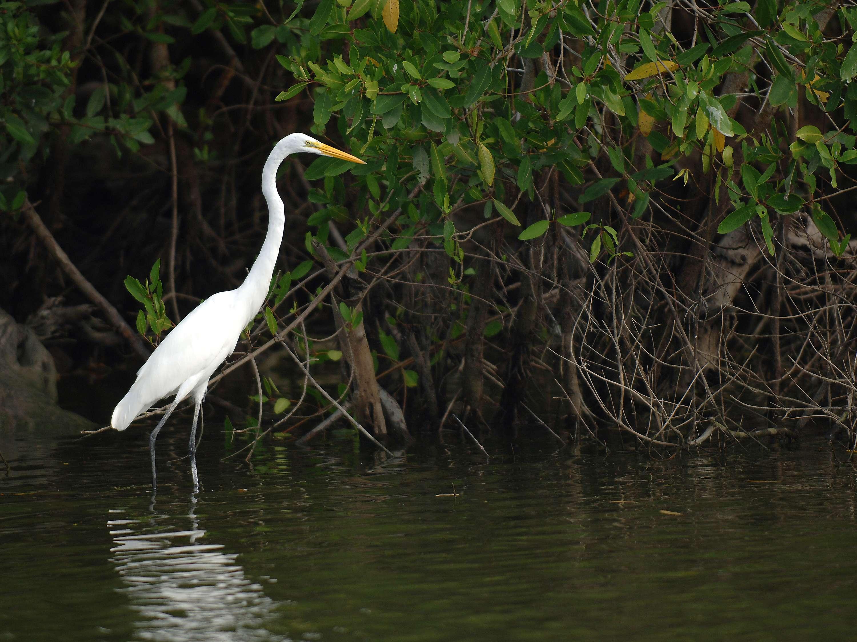 Fairmont Mayakoba - Poză