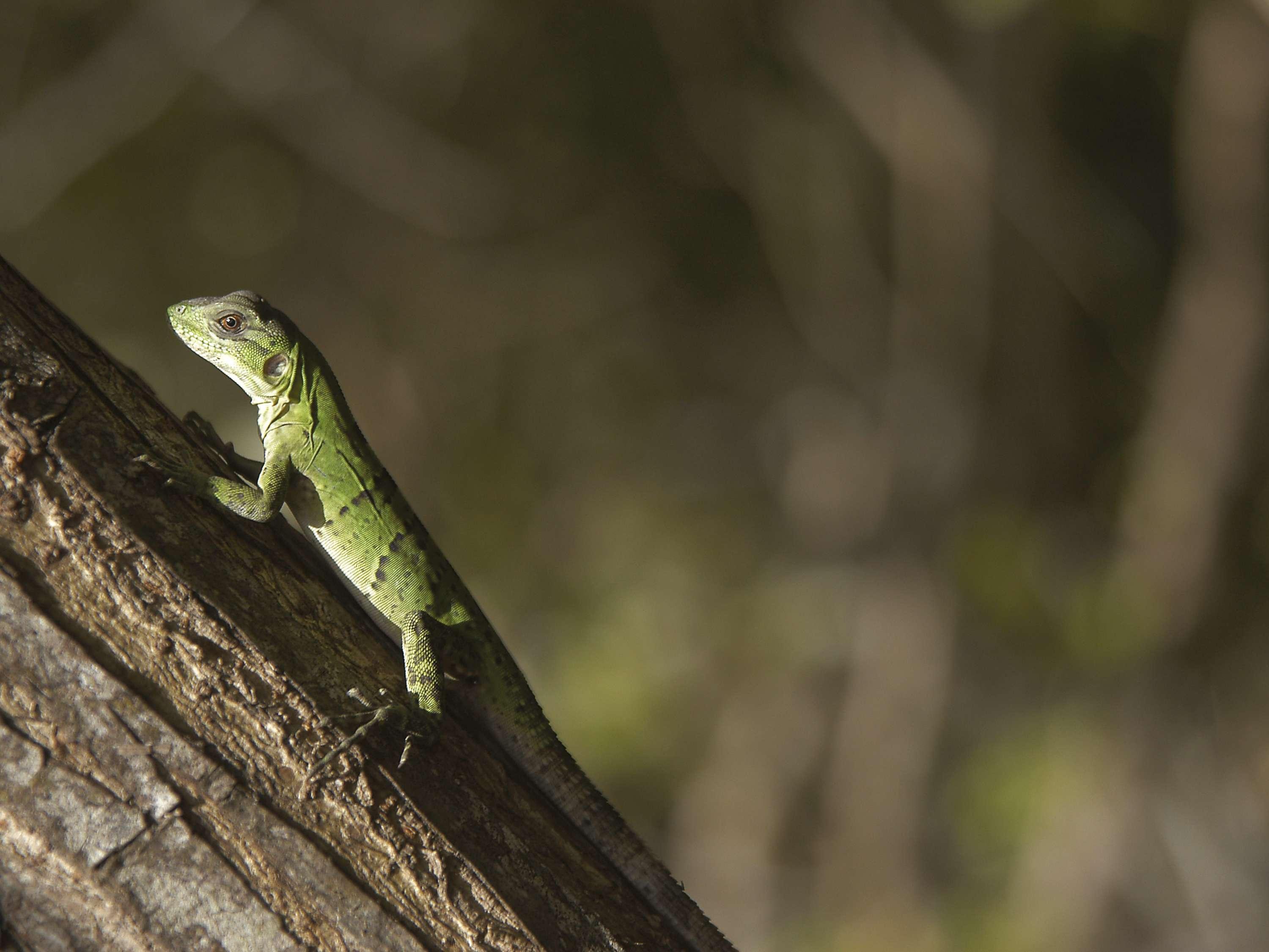 Fairmont Mayakoba - Poză