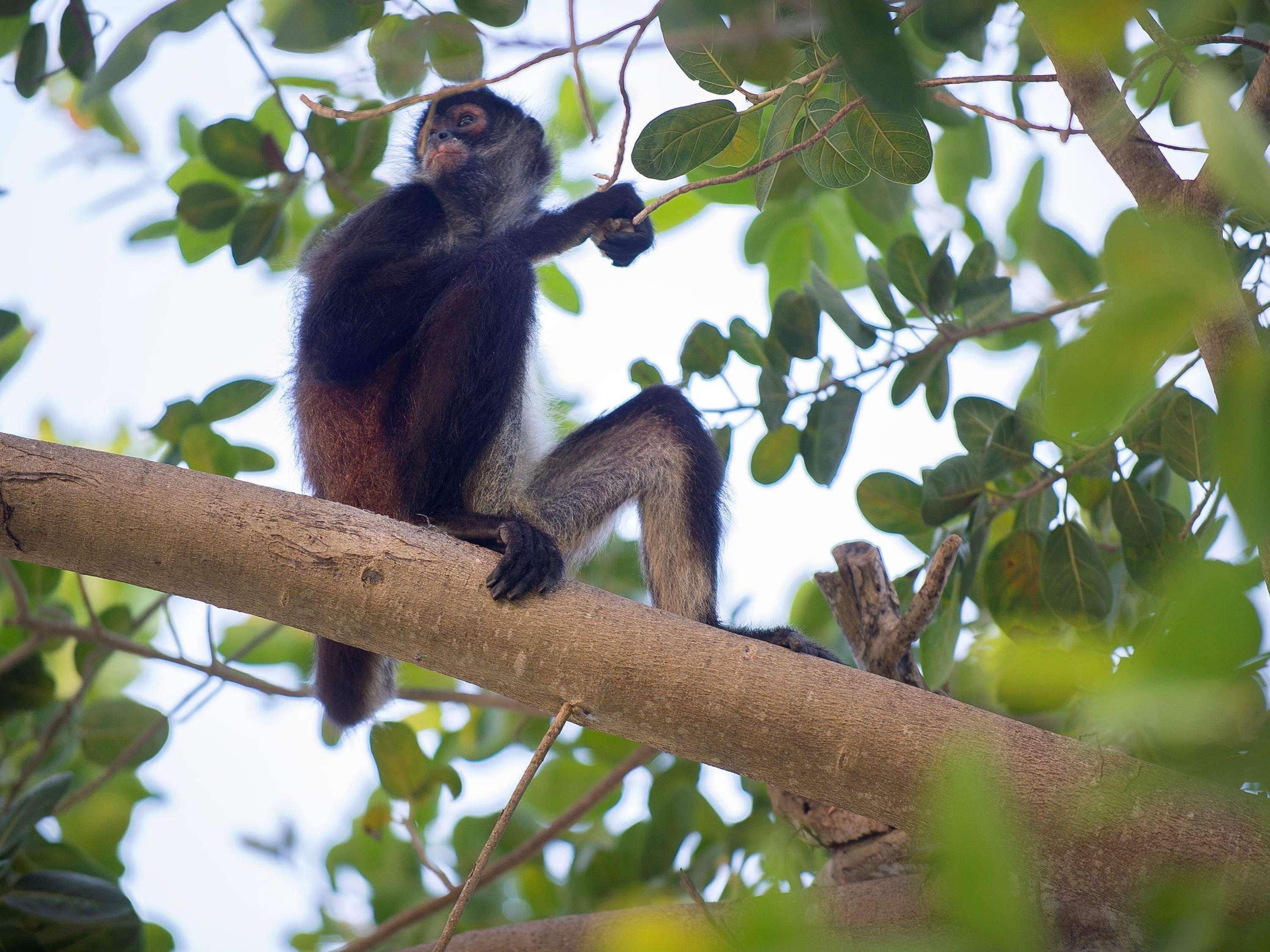 Fairmont Mayakoba - Poză