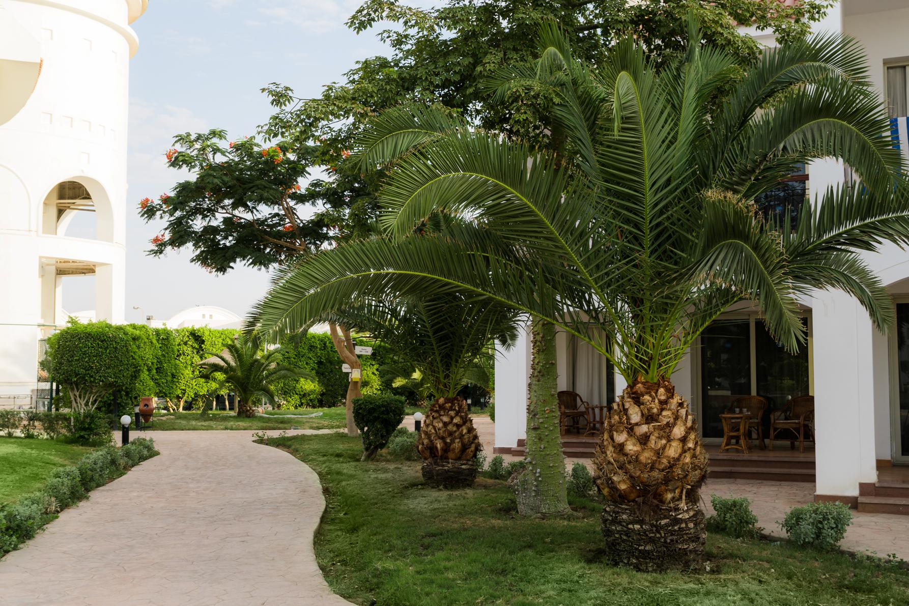 SUNRISE Alma Bay Resort - attēls