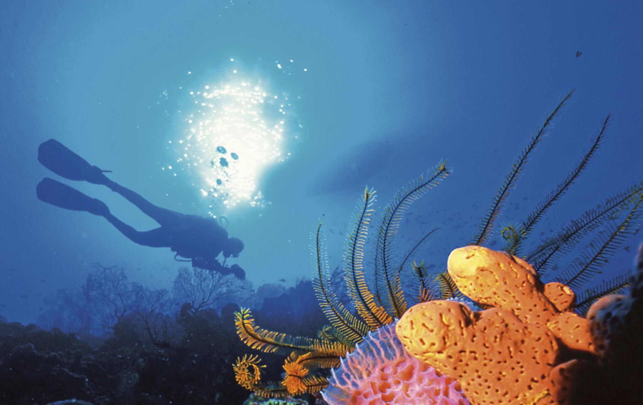 Anse Chastanet by null Anse Chastanet by null