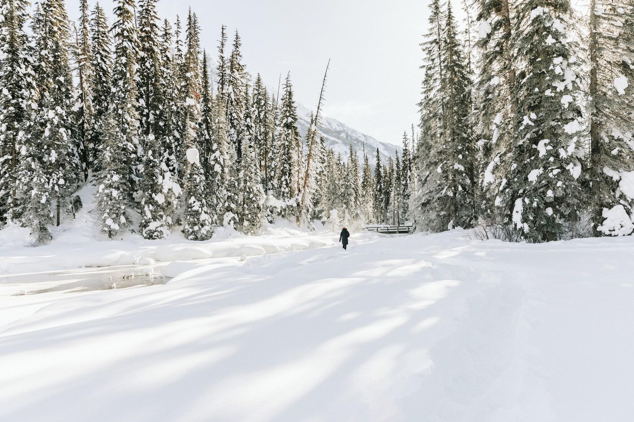 Emerald Lake Lodge by null