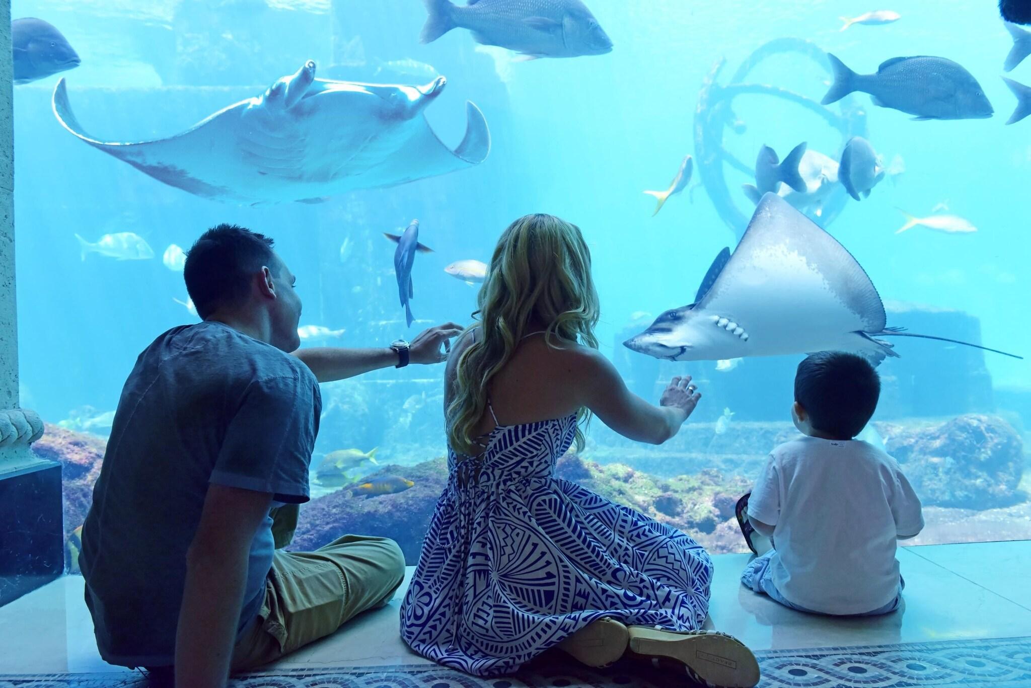 The Reef at Atlantis by null