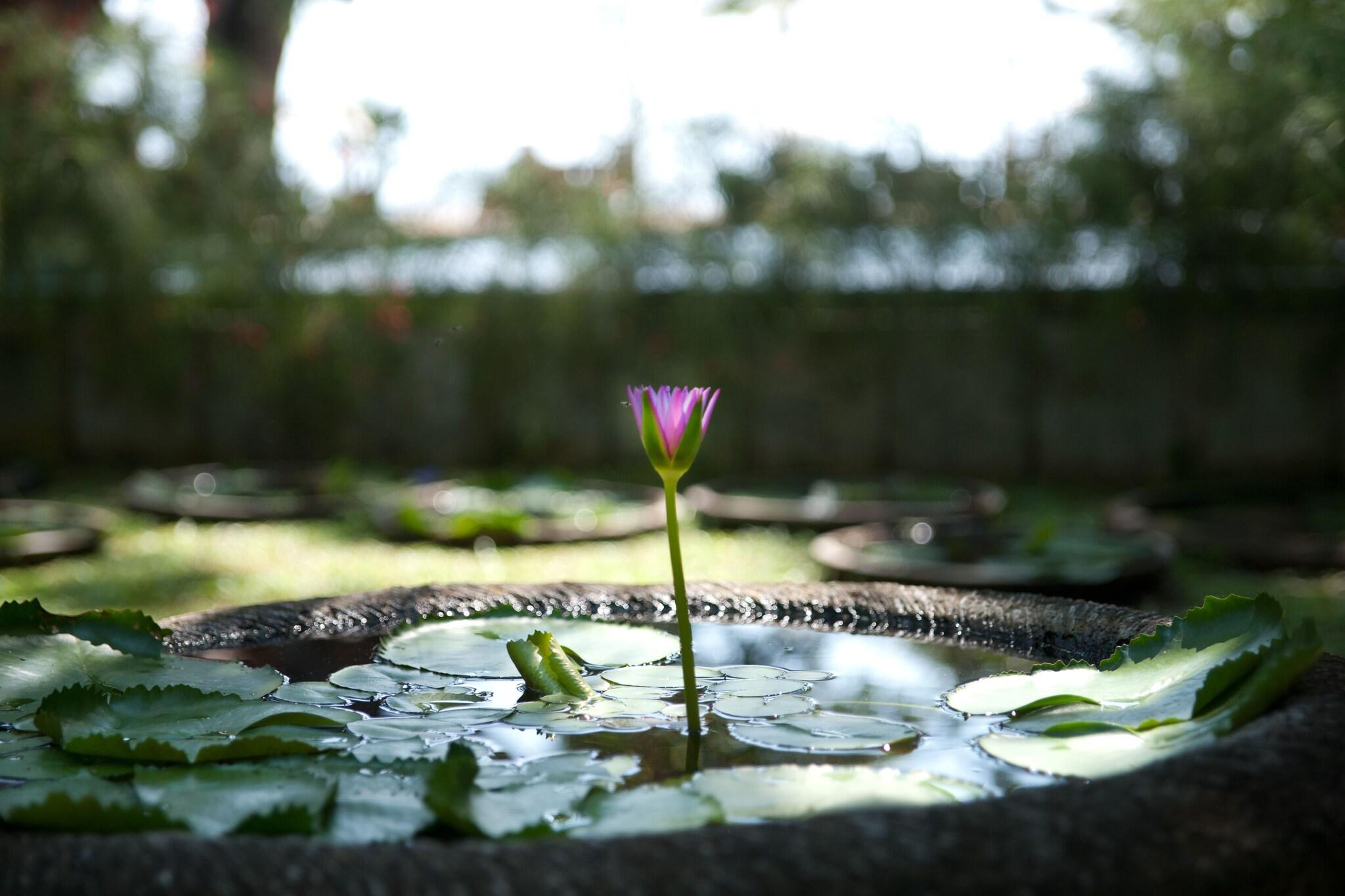 Tandjung Sari - photo
