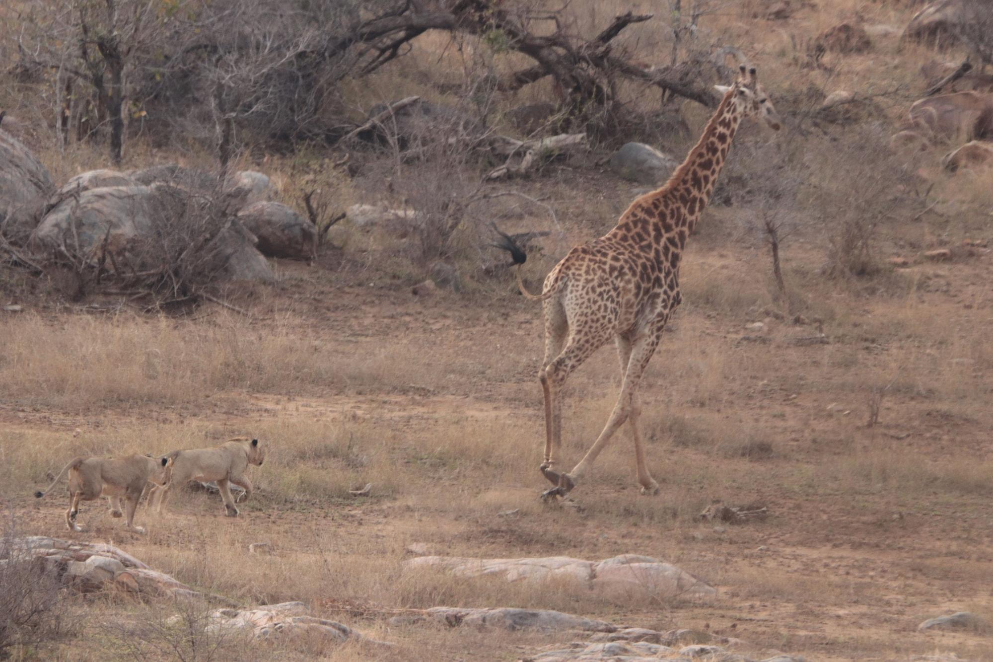 Doringpoort Safari Lodge
