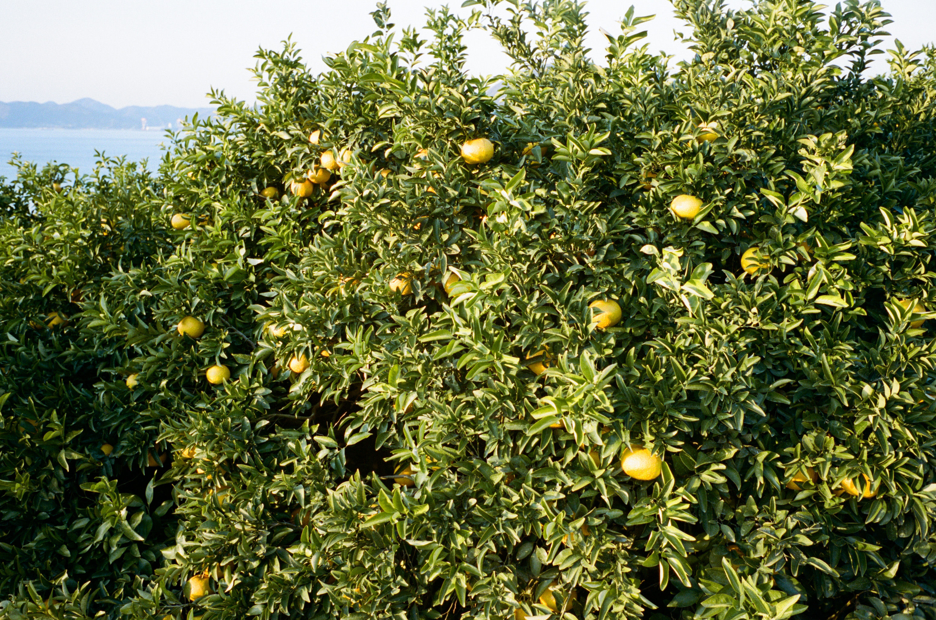 Azumi Setoda by null Azumi Setoda by null