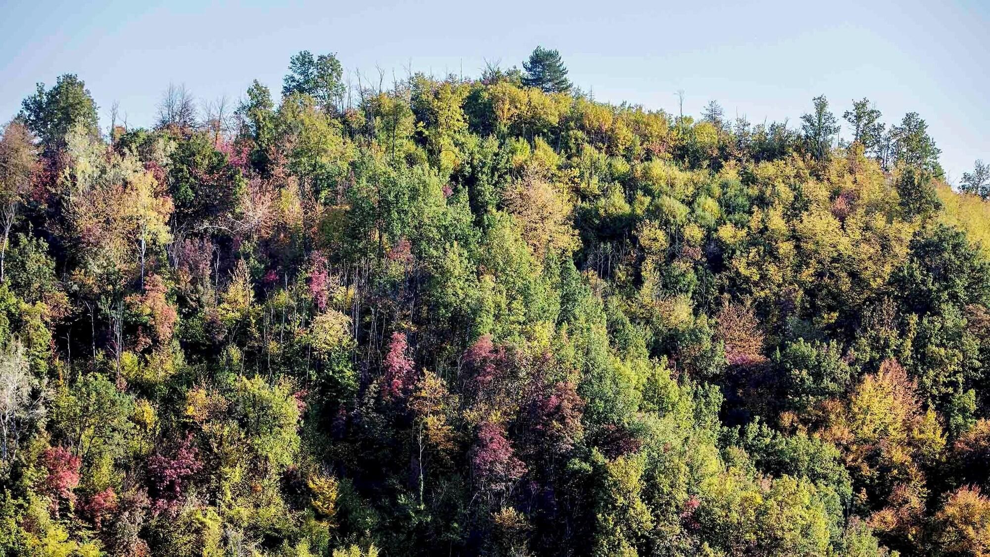 Tenuta Moncarlino
