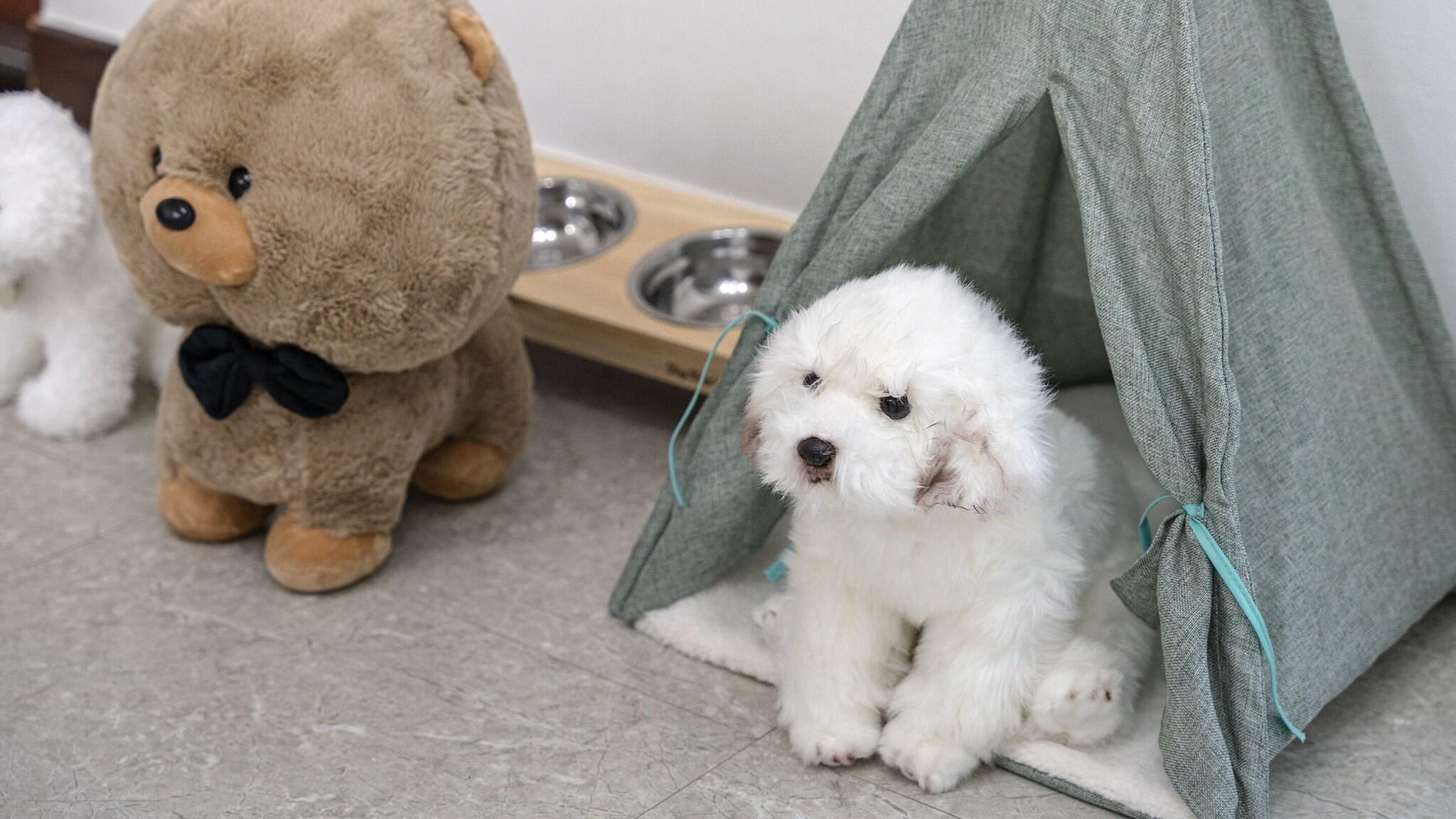 Chuncheon Dogandstay